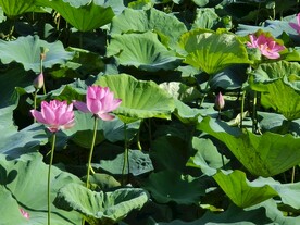 荷花池