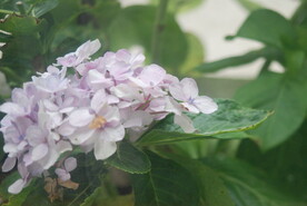 绣球花