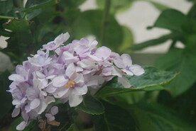 绣球花