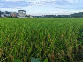 水稻田
