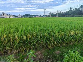 田野