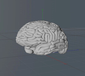 C4D模型 大脑