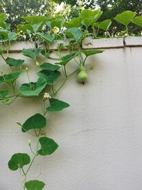 葫芦