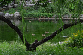公园风景  