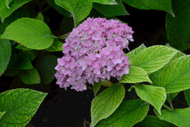 绣球花  
