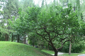 公园风景 