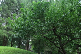 公园风景 