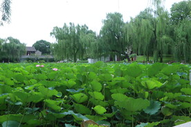 公园风景 