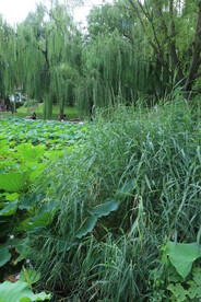 公园风景  