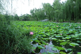 公园风景  