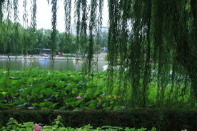 公园风景  