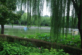 公园风景  