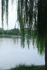 公园风景  