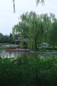 公园风景  