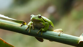 树蛙