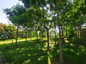 树林
