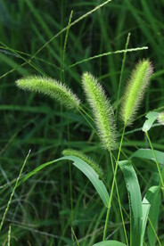 狗尾草  