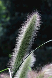 狼尾草  