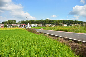 田野里的农村
