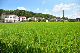 田野