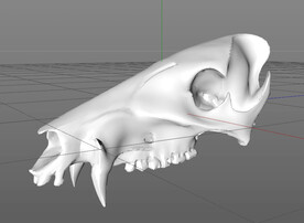 C4D模型 骨头