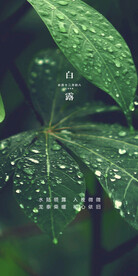 白露地产海报展架画面