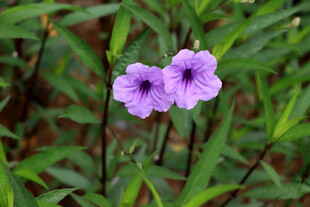 蓝花草