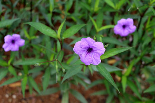 蓝花草
