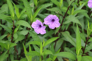 蓝花草