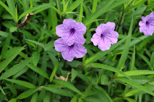蓝花草