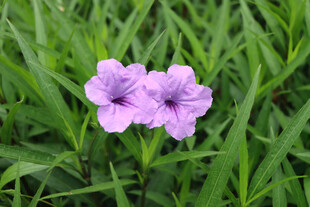 蓝花草