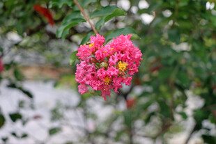 紫薇花