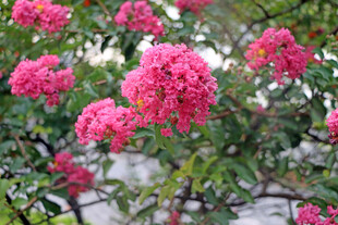 紫薇花