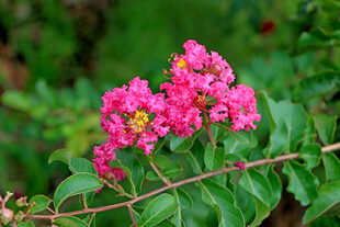 紫薇花