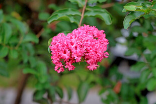 紫薇花