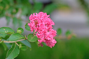紫薇花