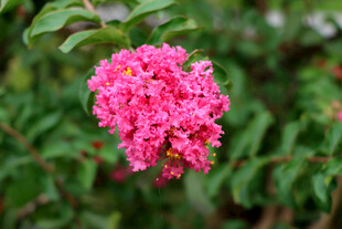 紫薇花