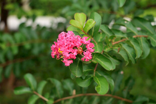 紫薇花