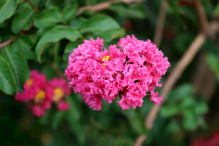 紫薇花