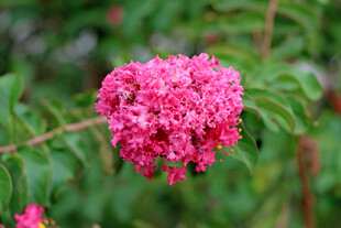 紫薇花