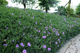 蓝花草