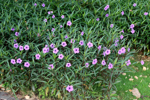 蓝花草