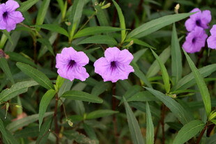 蓝花草