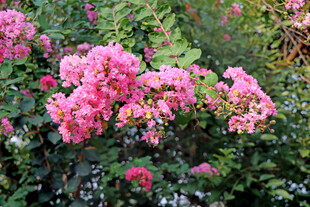 紫薇花