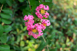 紫薇花