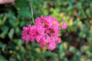 紫薇花