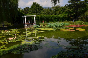 荷塘风景  