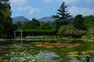 荷塘风景 