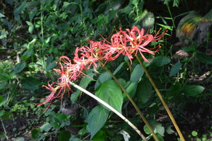 石蒜花 