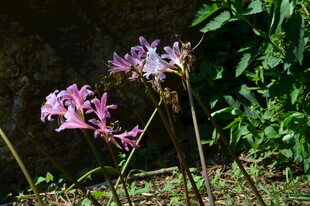 石蒜花
